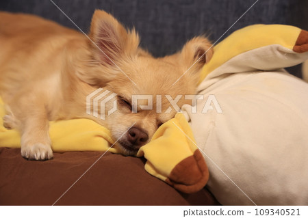 Long coat chihuahua 109340521