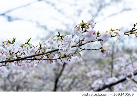 Scenery of Kikuchi Park, a sightseeing spot that shines with cherry blossoms (Kikuchi City) Scenery of Kikuchi Park, a sightseeing spot that shines with cherry blossoms (Kikuchi City) 109340569