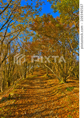 [Wakayama Prefecture] Go to Mt. Gomadan to see the autumn leaves in October 109340587