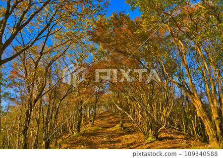[Wakayama Prefecture] Go to Mt. Gomadan to see the autumn leaves in October 109340588