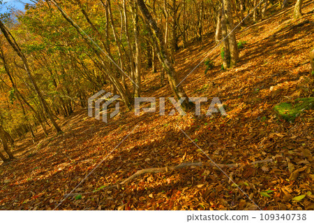 [Wakayama Prefecture] Go to Mt. Gomadan to see the autumn leaves in October 109340738