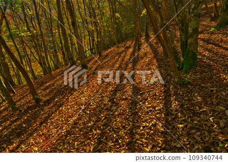[Wakayama Prefecture] Go to Mt. Gomadan to see the autumn leaves in October 109340744