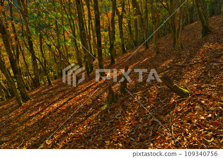 [Wakayama Prefecture] Go to Mt. Gomadan to see the autumn leaves in October 109340756
