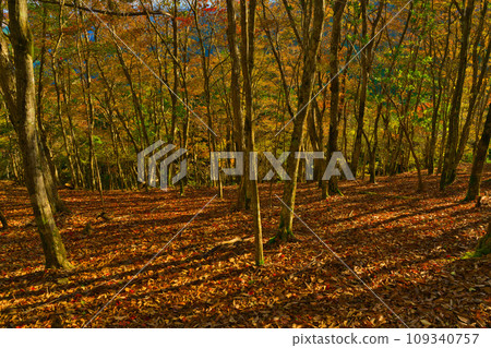 【和歌山縣】10月去護摩壇山賞紅葉 【和歌山縣】10月去護摩壇山賞紅葉 109340757