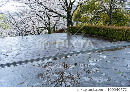 View of Kikuchi Park, a sightseeing spot with cherry blossoms flowing from a park bench (Kikuchi City) View of Kikuchi Park, a sightseeing spot with cherry blossoms flowing from a park bench (Kikuchi City) 109340772