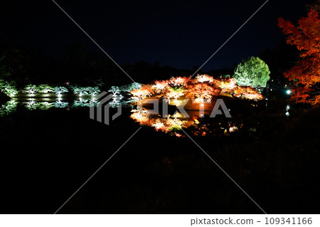 Autumn light-up at Ritsurin Park in Takamatsu, Shikoku (Michelin ★★★) 109341166
