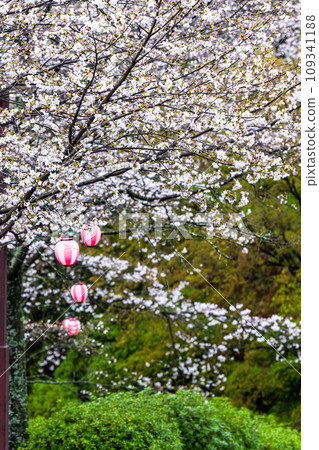 旅遊勝地菊池公園的櫻花盛景(菊池市) 旅遊勝地菊池公園的櫻花盛景(菊池市) 109341188