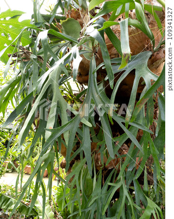 Bika Kushida 109341327