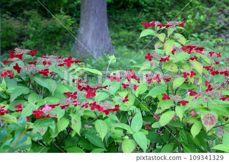 岩手縣一關市舞川原澤,著名的繡球花地陸奧繡球園,步道上的紅色繡球花特寫 岩手縣一關市舞川原澤,著名的繡球花地陸奧繡球園,步道上的紅色繡球花特寫 109341329