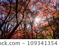 Bright red maple trees illuminated by sunlight 109341354