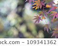 Close-up of bright maple leaves copy space 109341362