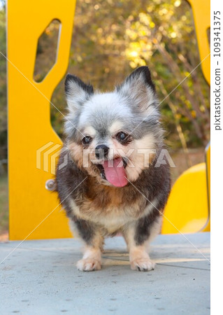 Mu-chan, a Chihuahua girl, looks cute on the yellow play equipment ♡ Mu-chan, a Chihuahua girl, looks cute on the yellow play equipment ♡ 109341375