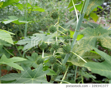 蓖麻子藥用植物 蓖麻子藥用植物 109341377
