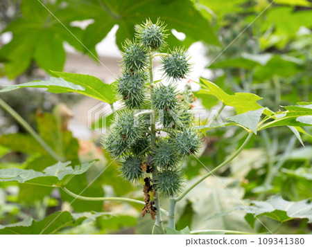 Castor bean medicinal plant Castor bean medicinal plant 109341380