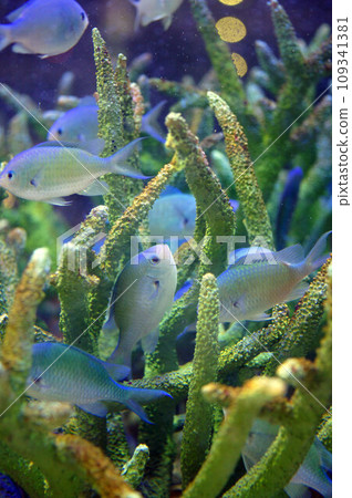 Many damselfish flock to the coral. Many damselfish flock to the coral. 109341381