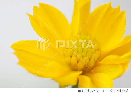 Lavender cosmos? close up of Lavender cosmos? close up of 109341382