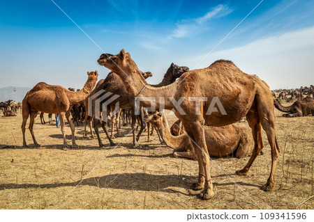 Camels at Pushkar Mela (Pushkar Camel Fair). Pushkar, Rajasthan, India Camels at Pushkar Mela (Pushkar Camel Fair). Pushkar, Rajasthan, India 109341596