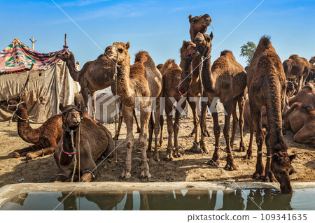 Camels at Pushkar Mela (Pushkar Camel Fair). Pushkar, Rajasthan, India 109341635