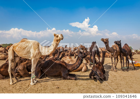 Camels at Pushkar Mela (Pushkar Camel Fair). Pushkar, Rajasthan, India 109341646