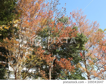 Seishin Central Park in November Kobe City Nishi Ward Park Seishin Central Park in November Kobe City Nishi Ward Park 109341647