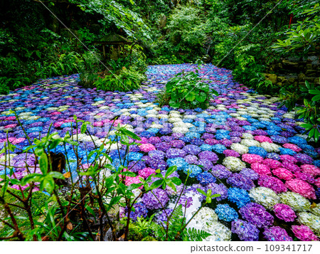 Hydrangea pond Hydrangea pond 109341717