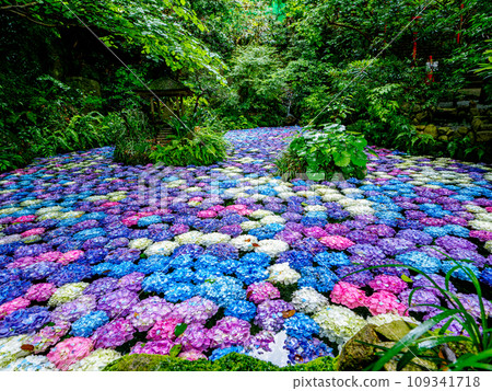 Hydrangea pond Hydrangea pond 109341718