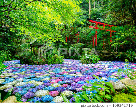 繡球花池塘 繡球花池塘 109341719