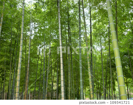 竹林 竹林 109341721