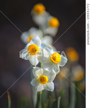 Narcissus telling the arrival of spring 109341772