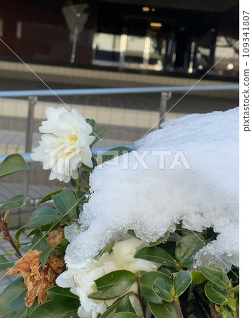 大雪覆蓋的花朵 大雪覆蓋的花朵 109341807