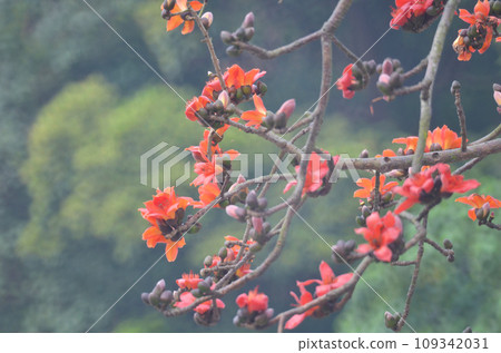 Cotton Tree, the spring nature at hong kong Cotton Tree, the spring nature at hong kong 109342031