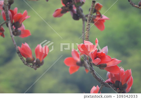 Cotton Tree, the spring nature at hong kong Cotton Tree, the spring nature at hong kong 109342033