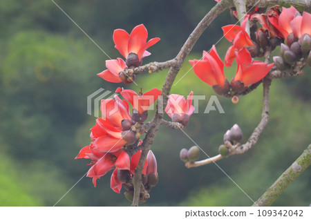 Cotton Tree, the spring nature at hong kong Cotton Tree, the spring nature at hong kong 109342042