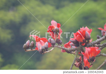 Cotton Tree, the spring nature at hong kong Cotton Tree, the spring nature at hong kong 109342043