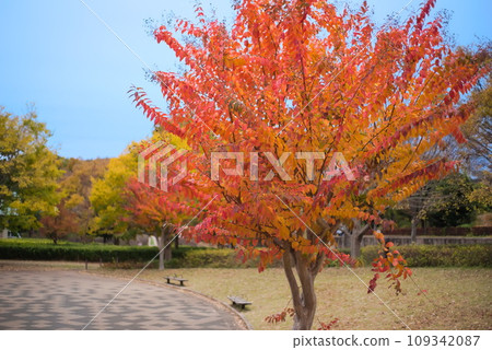 公園廣場(矢和山公園)種植的紅葉盛開 公園廣場(矢和山公園)種植的紅葉盛開 109342087
