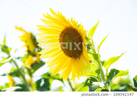 Summer weather, sunflower fields and blue sky Summer weather, sunflower fields and blue sky 109342147