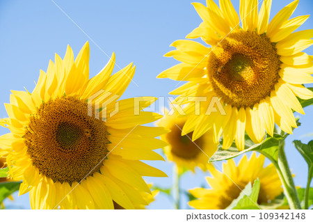 Summer weather, sunflower fields and blue sky 109342148