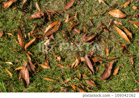 秋風中翩翩起舞的色彩斑斕的詩篇，草坪上鋪滿了樹葉 109342162