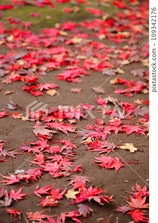 Fallen maple leaves, late autumn image material, landscape with autumn leaves 109342176