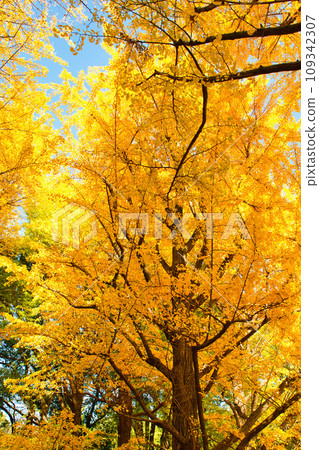 Autumn leaves in Yoyogi Park Scenery of ginkgo forest in early autumn Autumn leaves in Yoyogi Park Scenery of ginkgo forest in early autumn 109342307