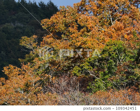Autumn leaves of Satoyama 109342451