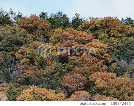 Autumn leaves of Satoyama Autumn leaves of Satoyama 109342455