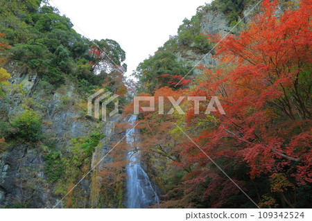 大阪箕面公園箕面瀑布和秋葉 大阪箕面公園箕面瀑布和秋葉 109342524