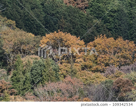 Autumn leaves of Satoyama Autumn leaves of Satoyama 109342534