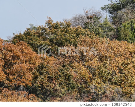 Autumn leaves of Satoyama Autumn leaves of Satoyama 109342543