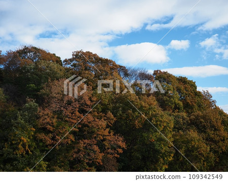 里山的秋葉 里山的秋葉 109342549