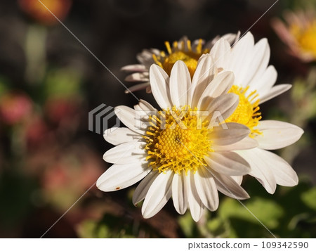 Kikumi's flower 109342590