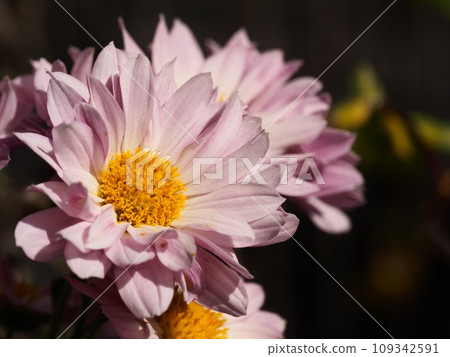 Kikumi的花 Kikumi的花 109342591