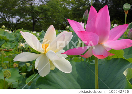 埼玉縣行田市小張古蓮花村世界蓮花園盛開的花蓮品種舞姬蓮和明光蓮的特寫 埼玉縣行田市小張古蓮花村世界蓮花園盛開的花蓮品種舞姬蓮和明光蓮的特寫 109342736