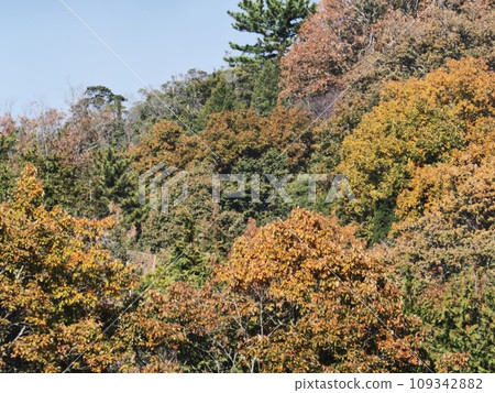 里山的秋葉 109342882